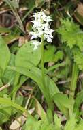 Image de Dactylorhiza aristata (Fisch. ex Lindl.) Soó