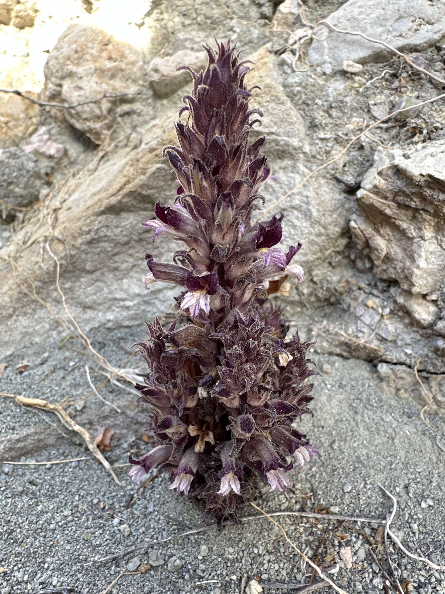 Image of Aphyllon cooperi subsp. palmeri (Munz) A. C. Schneid.