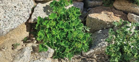 Image of rock nettle