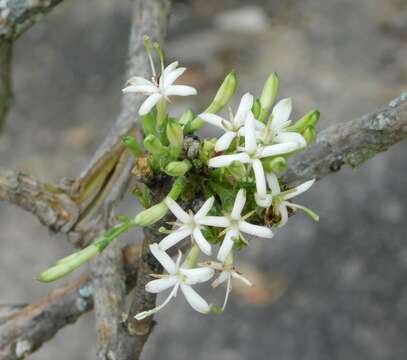 صورة Pavetta schumanniana F. Hoffm. ex K. Schum.