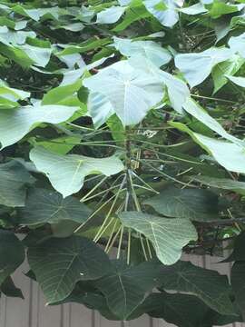 Image of parasol leaf tree