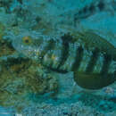 Слика од Amblygobius sphynx (Valenciennes 1837)