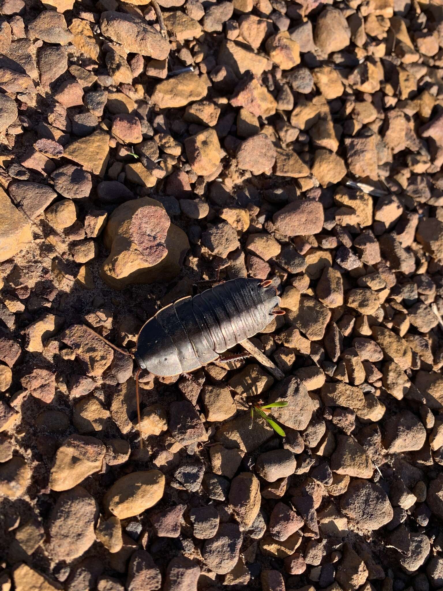 Image of Botany Bay Cockroach