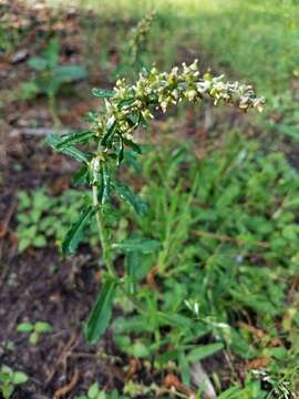 Image of Spoon-Leaf Purple Everlasting