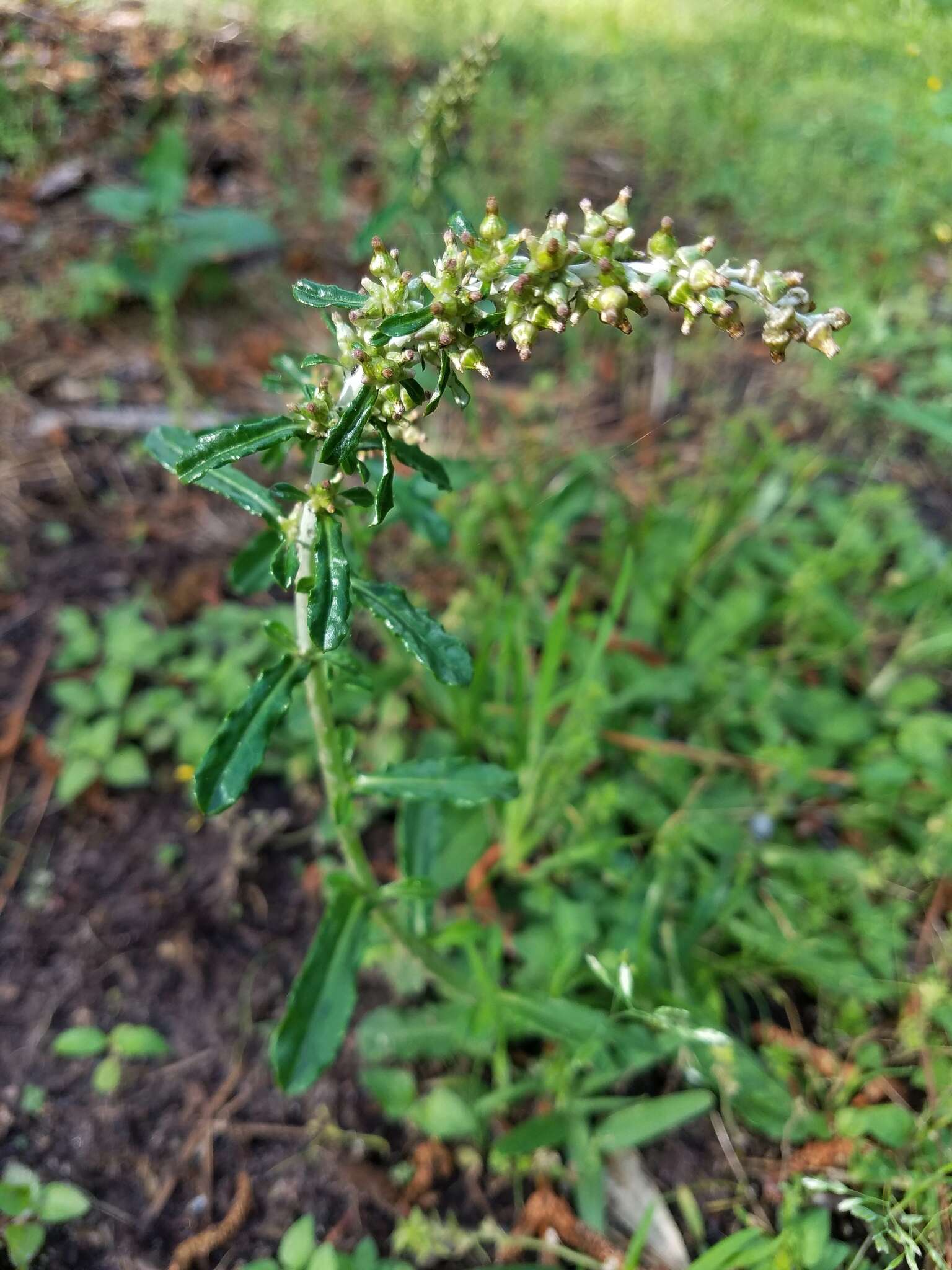 Imagem de Gamochaeta purpurea (L.) Cabrera