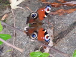 Image of Aglais io