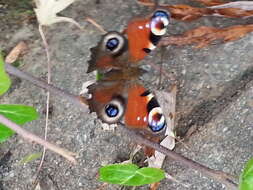 Image of Aglais io