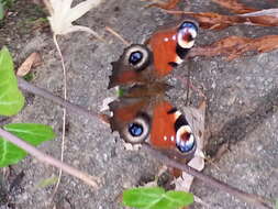 Image of Aglais io