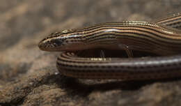 Image of Lined Supple Skink