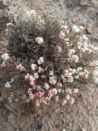 Image of Yavapai County buckwheat