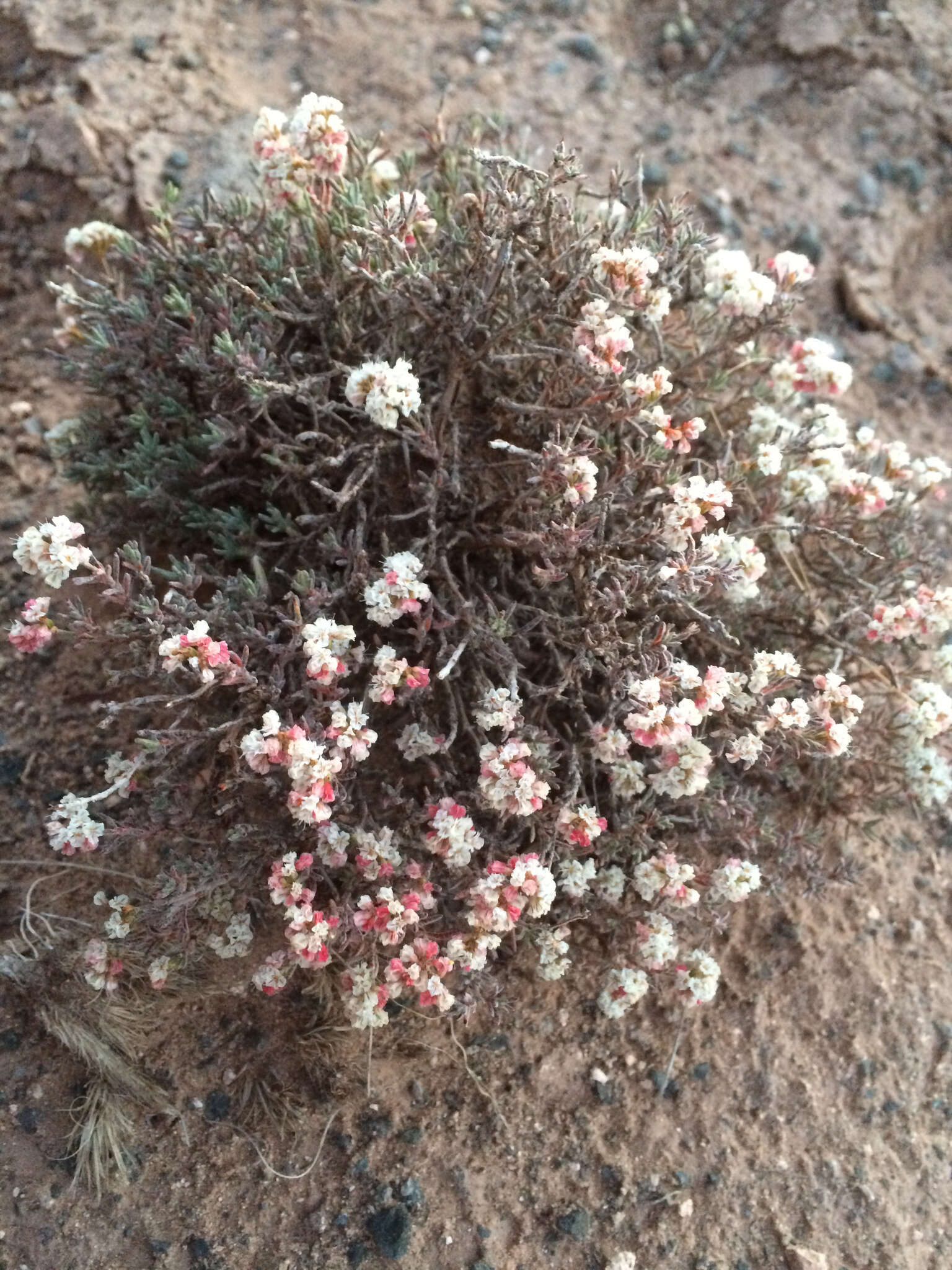 Image of Yavapai County buckwheat