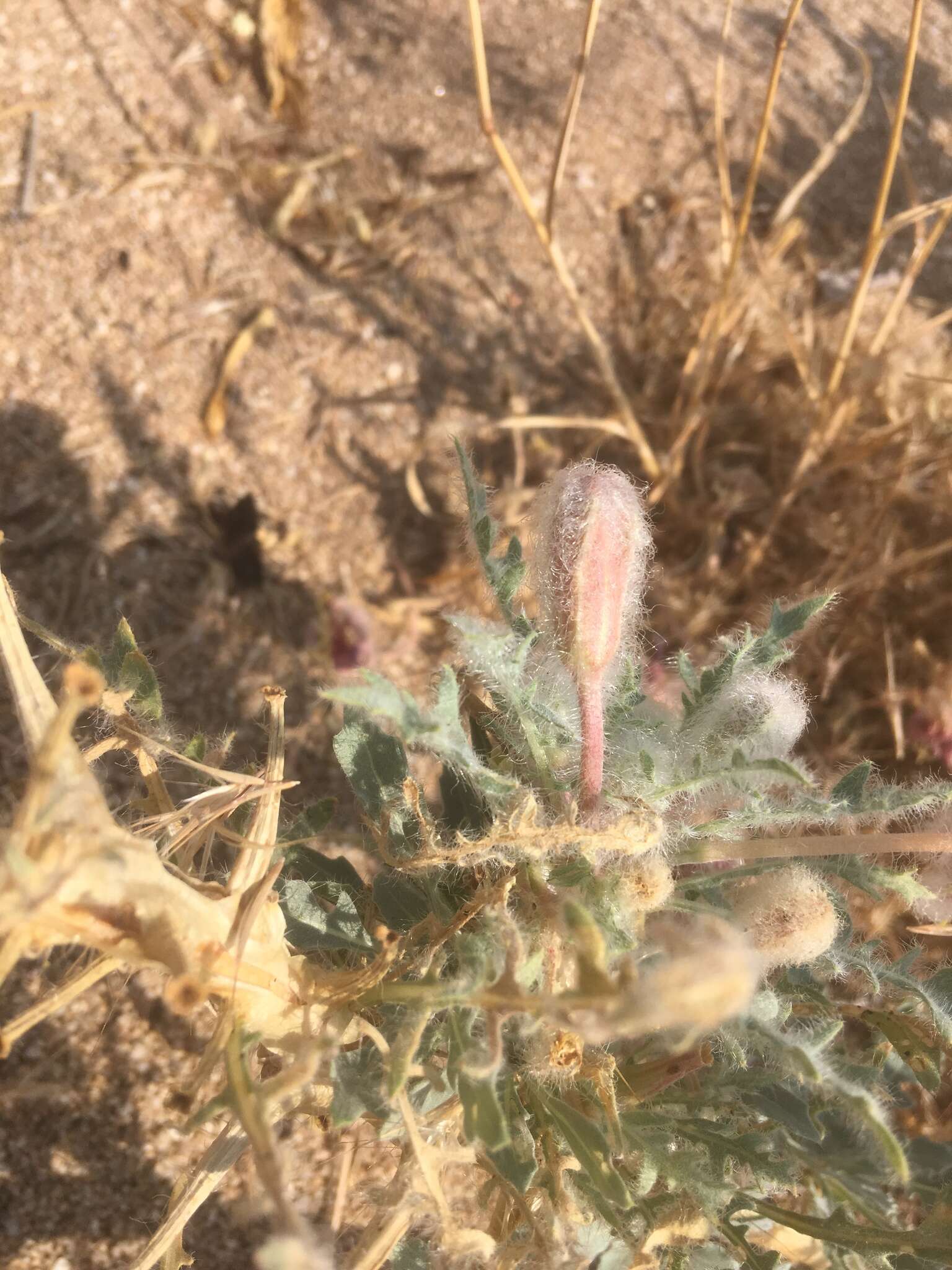 Imagem de Oenothera deltoides subsp. piperi (Munz) W. Klein