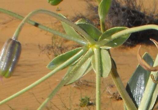 Image of Hexacyrtis dickiana Dinter