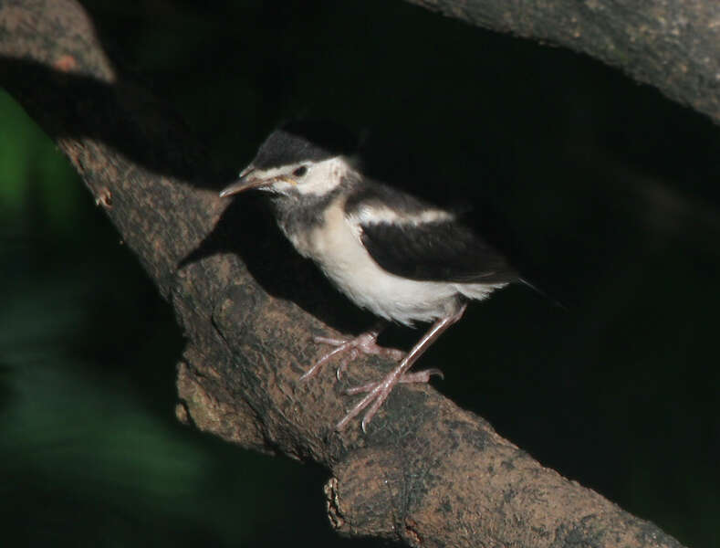 Gracupica contra (Linnaeus 1758) resmi