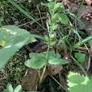 Image of Auricled Twayblade