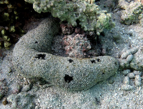 Image of Black sea cucumber