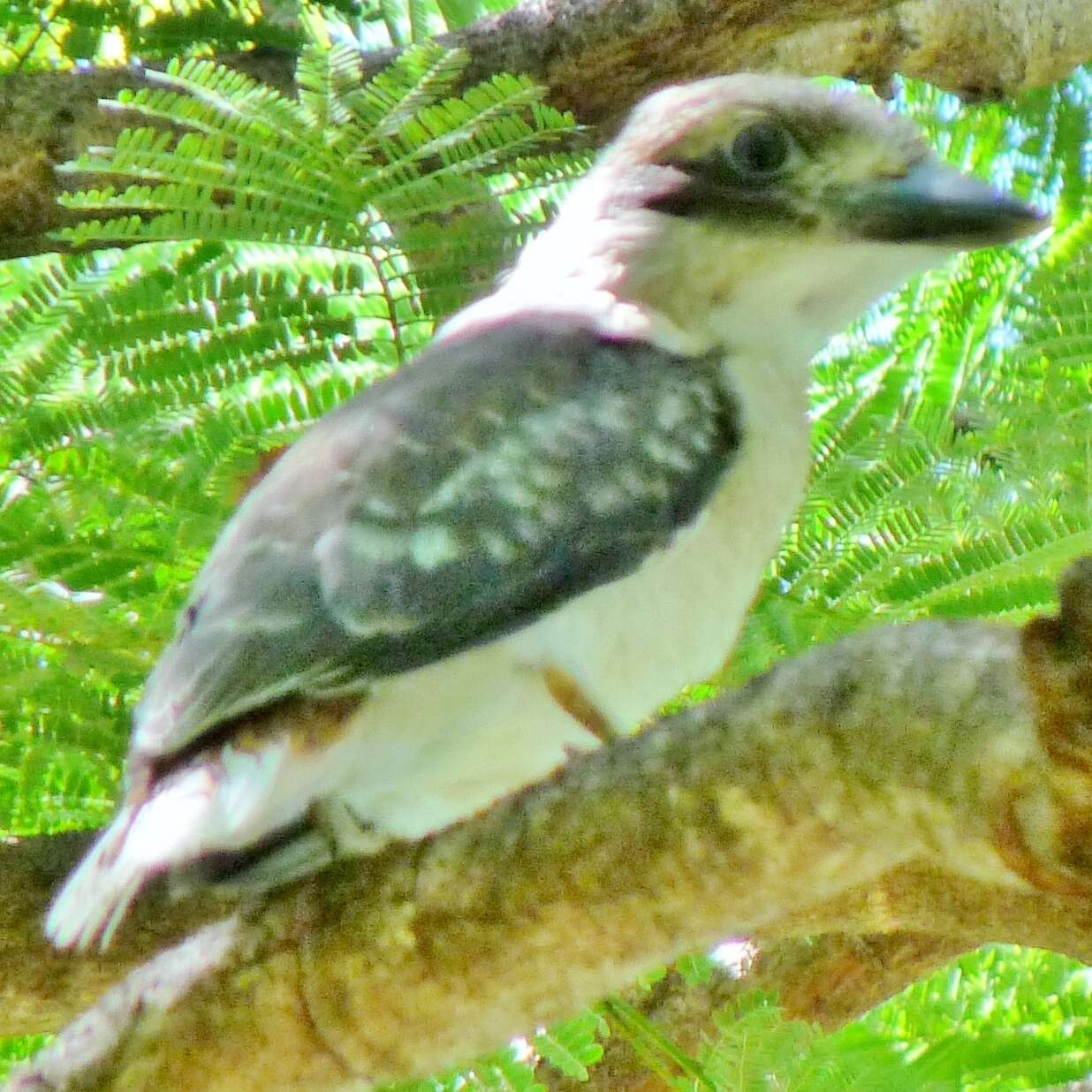 Image of Kookaburra