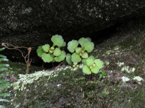 Image of Crassula capensis (L.) Baill.