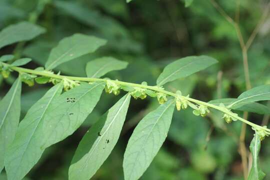 Carpesium abrotanoides L. resmi