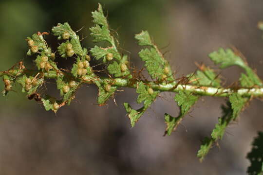 Image of Polystichum cystostegia (Hook.) Armstr.