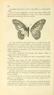 Graphium aurivilliusi (Seeldrayers 1896) resmi