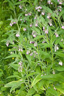 Image of comfrey