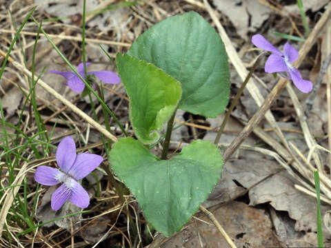 Image of common blue violet