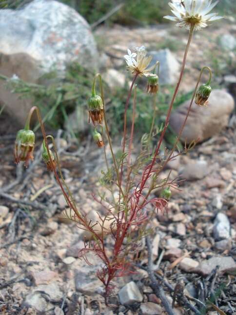 Ursinia anthemoides subsp. anthemoides resmi