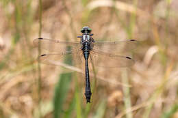 Image of Club-tailed Dragonfly