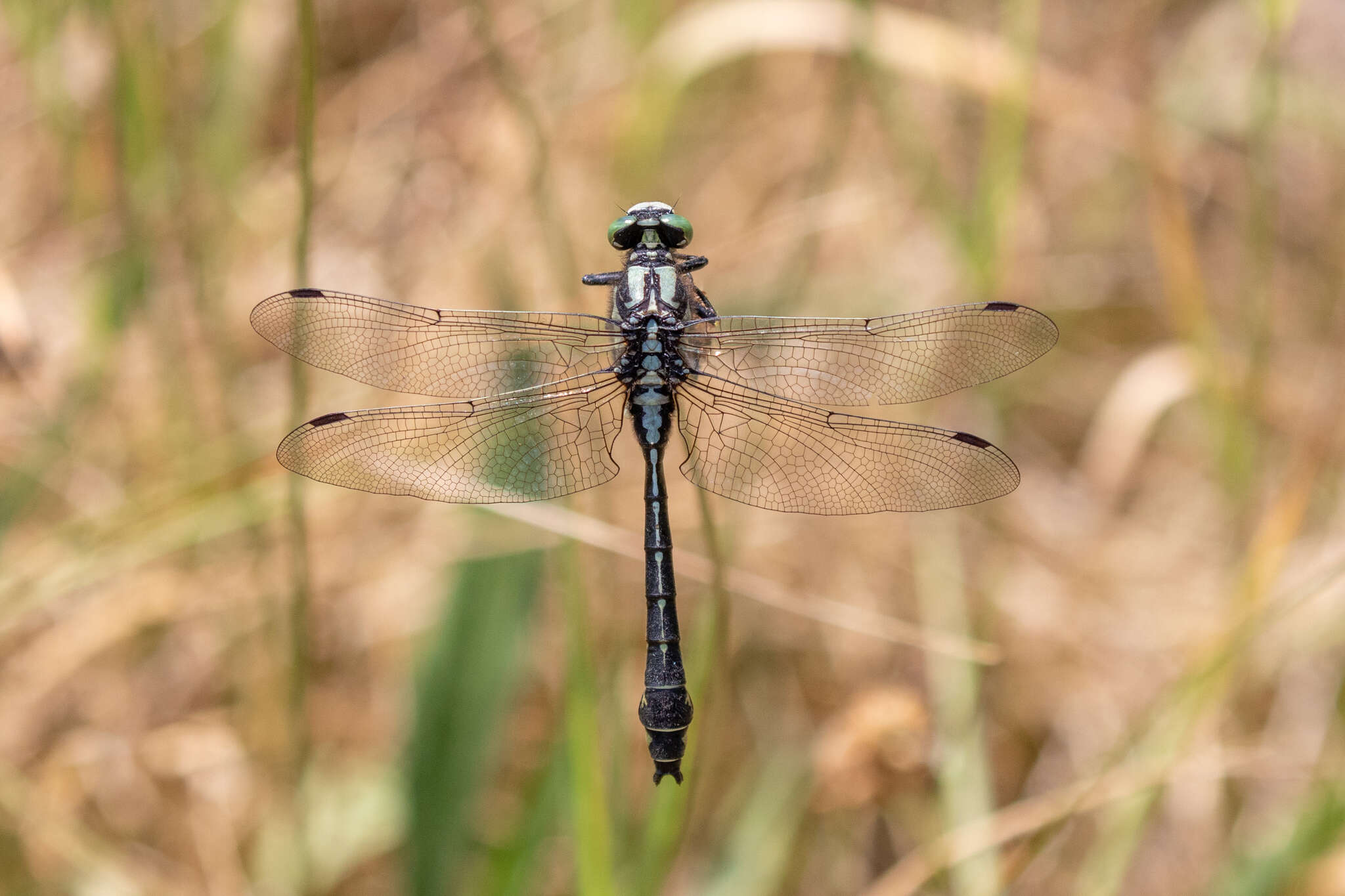 Image of Club-tailed Dragonfly