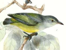 Image of Orange-bellied Flowerpecker