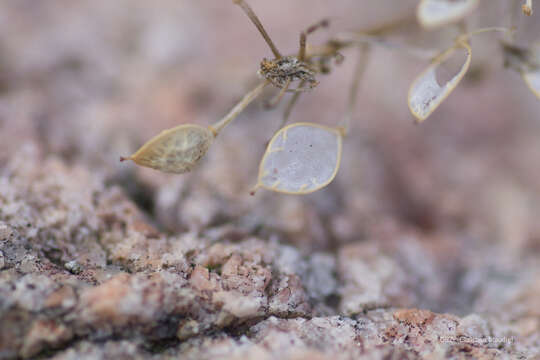 Image of Cochlearia anglica L.