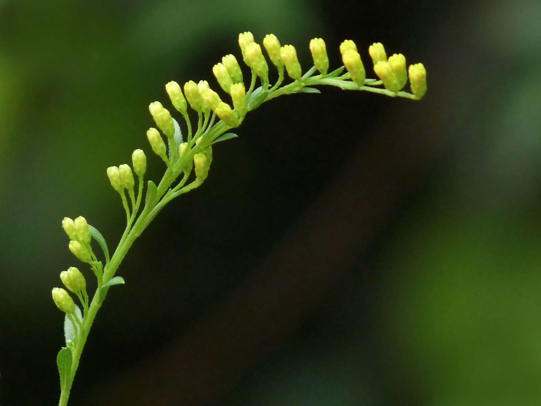 Solidago canadensis L. resmi