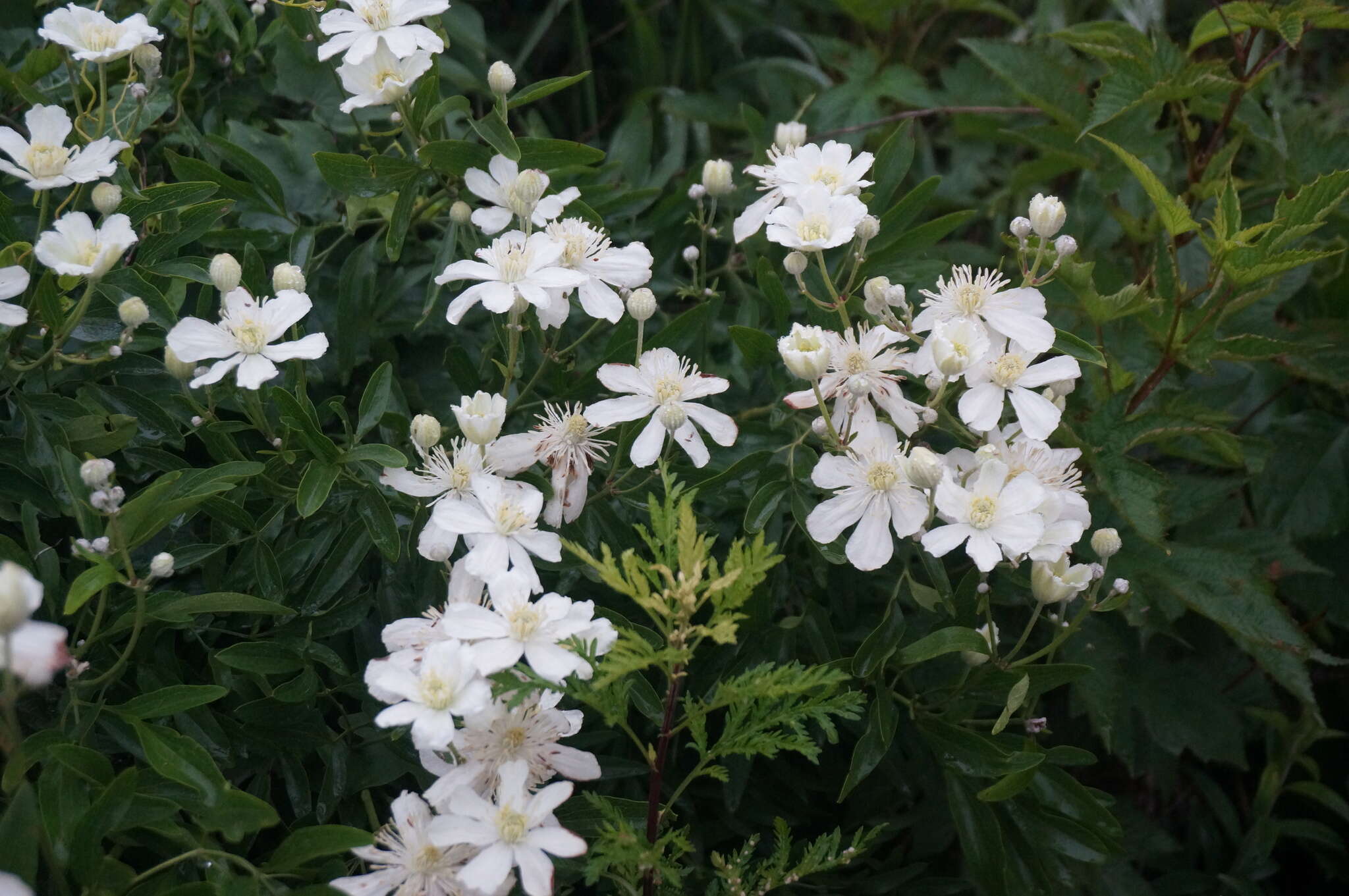 Imagem de Clematis hexapetala Pall.