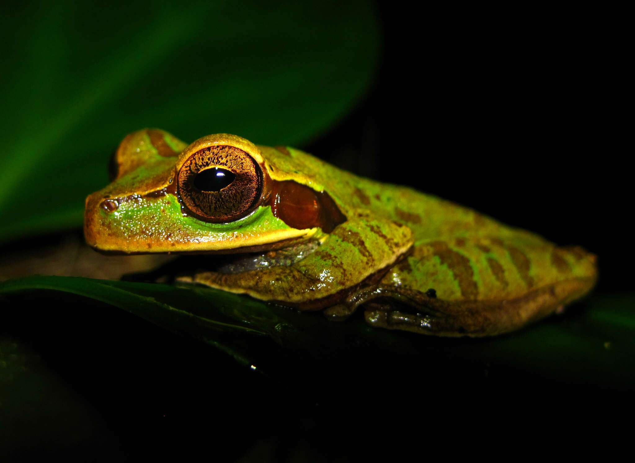 Image of Blue-spotted Mexican Treefrog