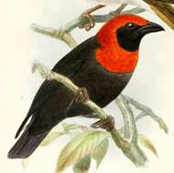 Image of Black-throated Malimbe