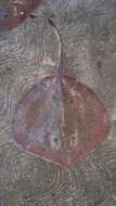 Image of Thorny Round Stingray