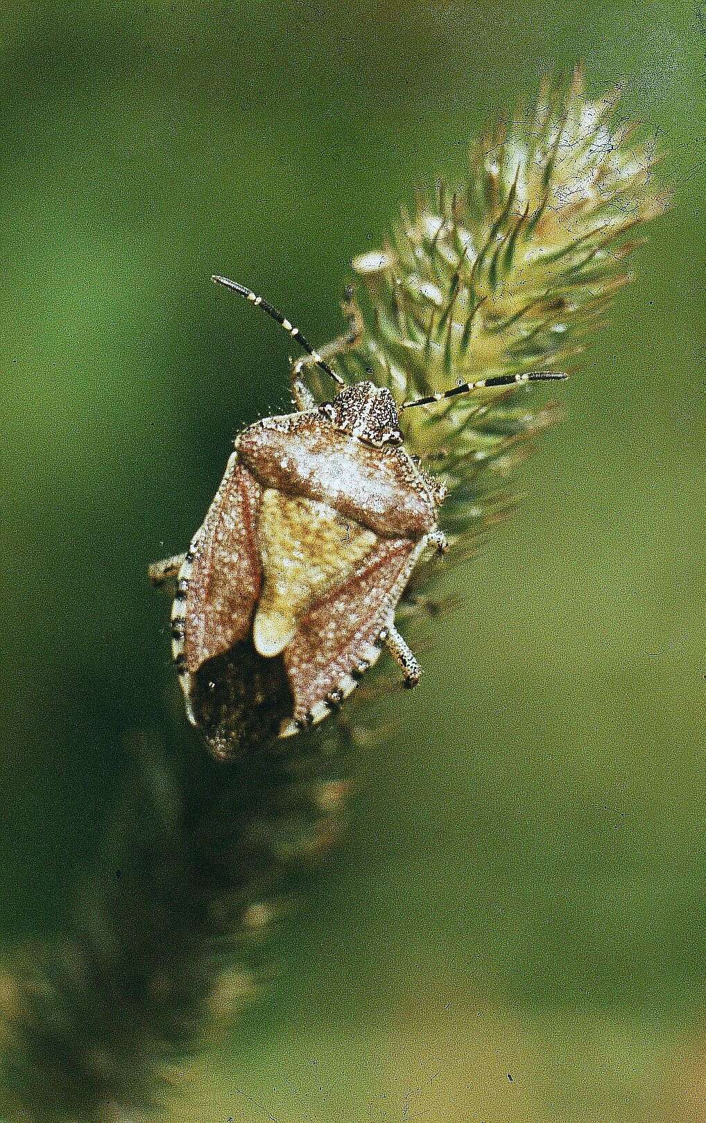 Image of sloe bug