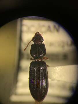 Clivina (Clivina) fossor (Linnaeus 1758)的圖片