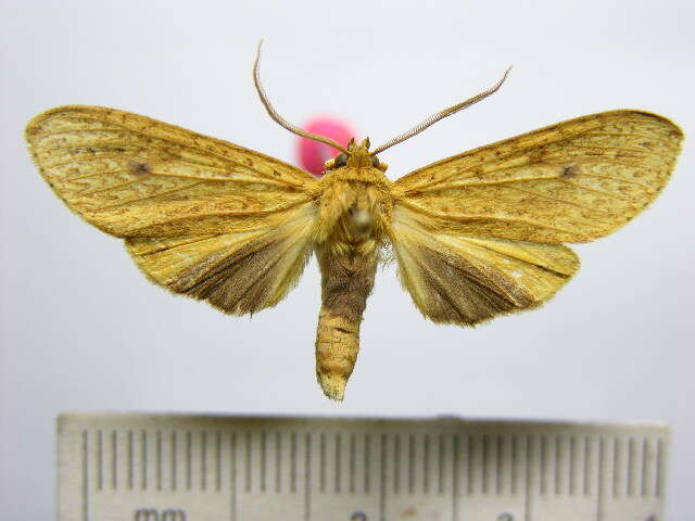 Слика од Leucanopsis aurantiaca Rothschild 1909