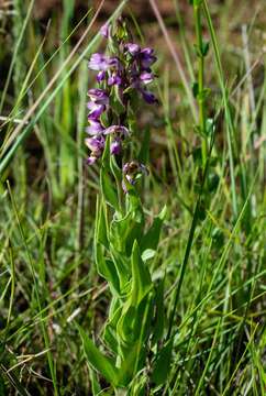 Image de Brachycorythis ovata Lindl.