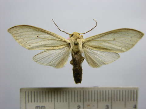 Imagem de Leucanopsis dallipa Jones 1908