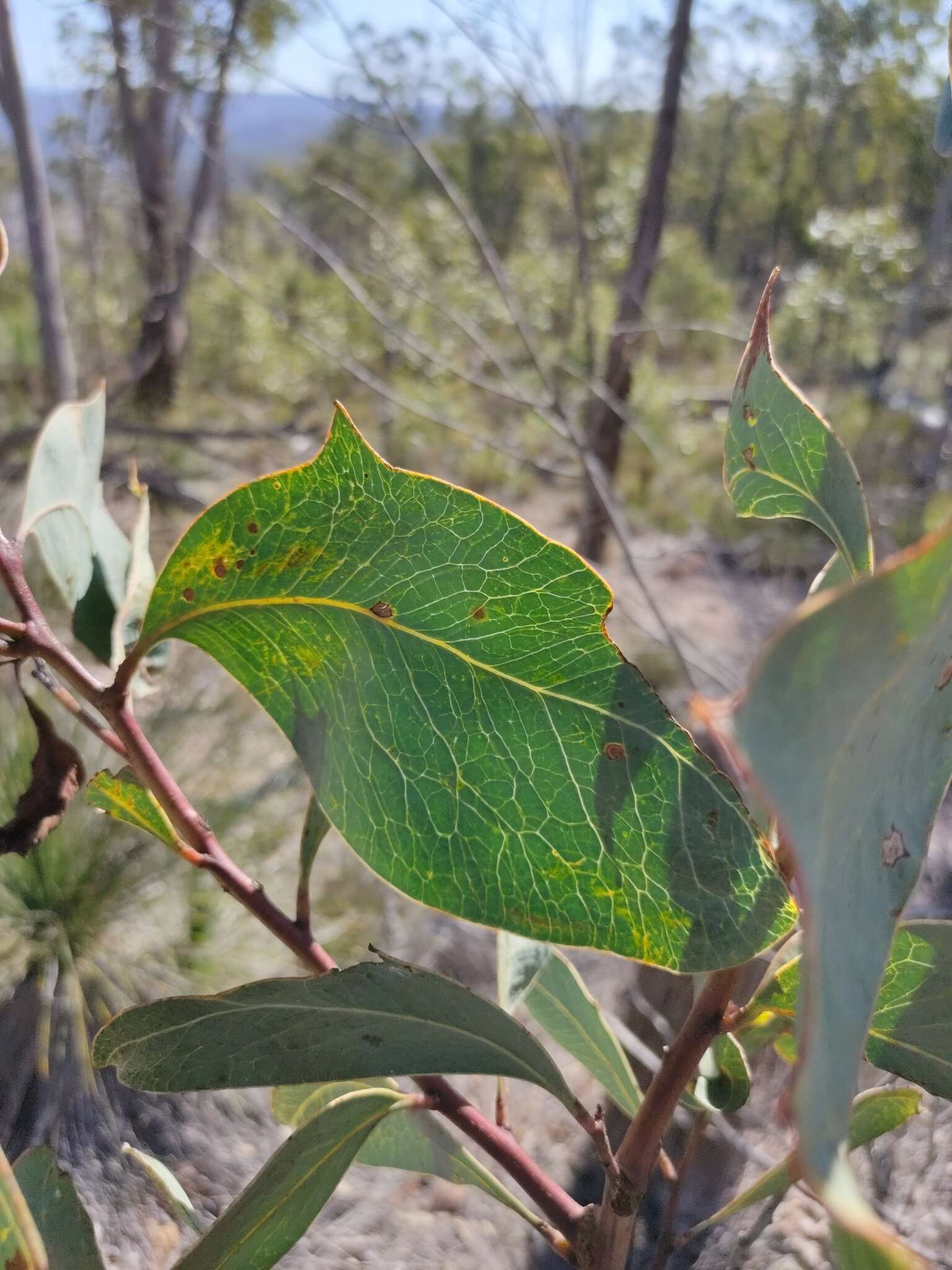 Image of Acacia bancroftiorum Maiden