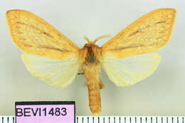 Слика од Leucanopsis louella Schaus 1941