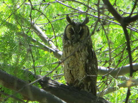 Image of Long-eared Owl