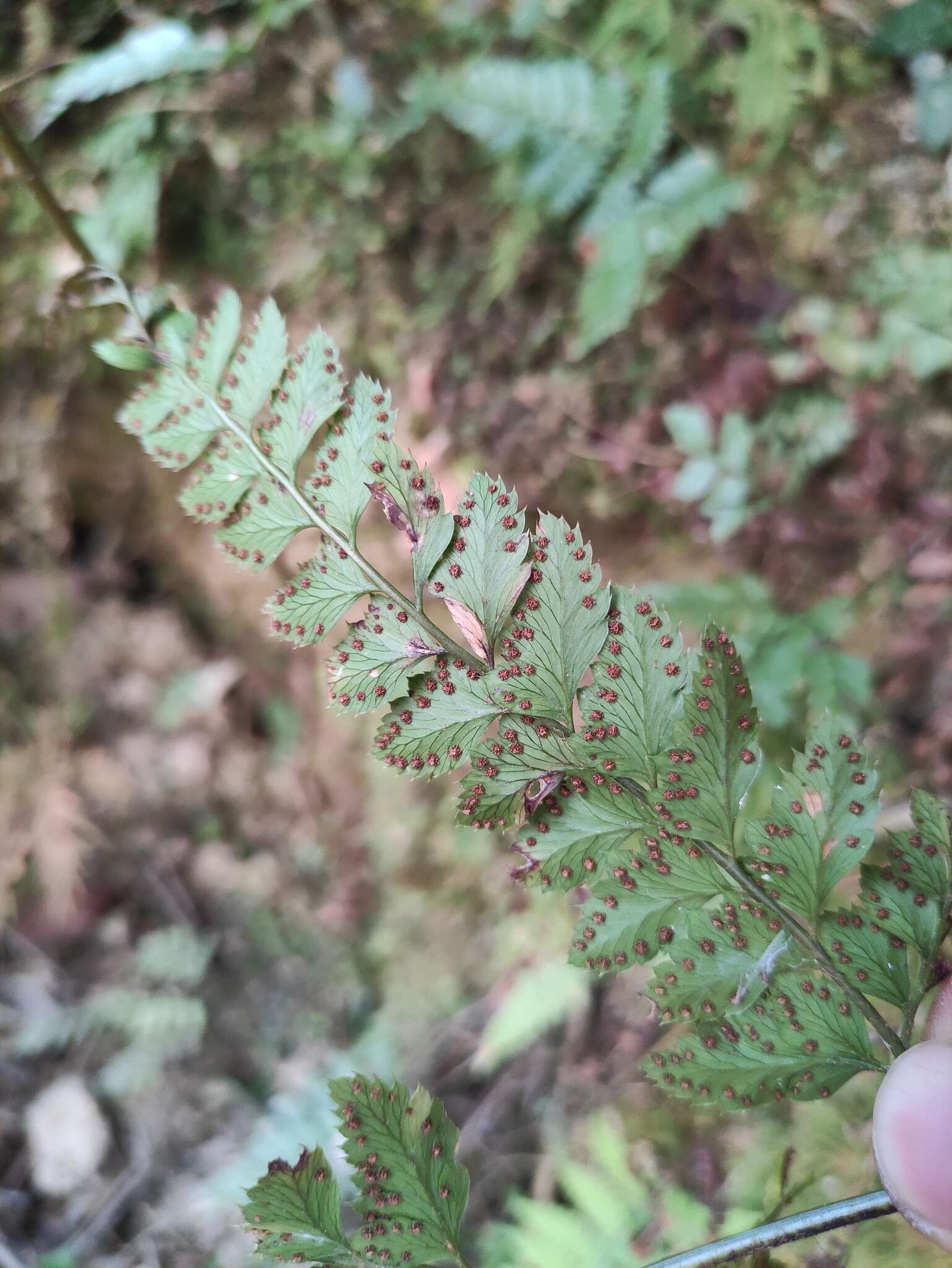 Image of Arachniodes amabilis (Bl.) Tindale