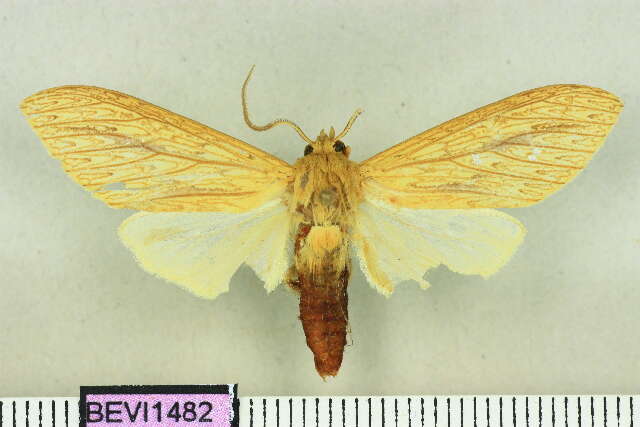 Imagem de Leucanopsis polyodonta Hampson 1901