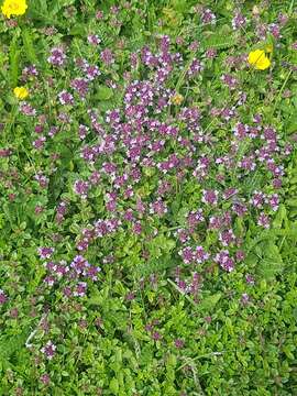 Image of Thymus pulegioides subsp. pulegioides