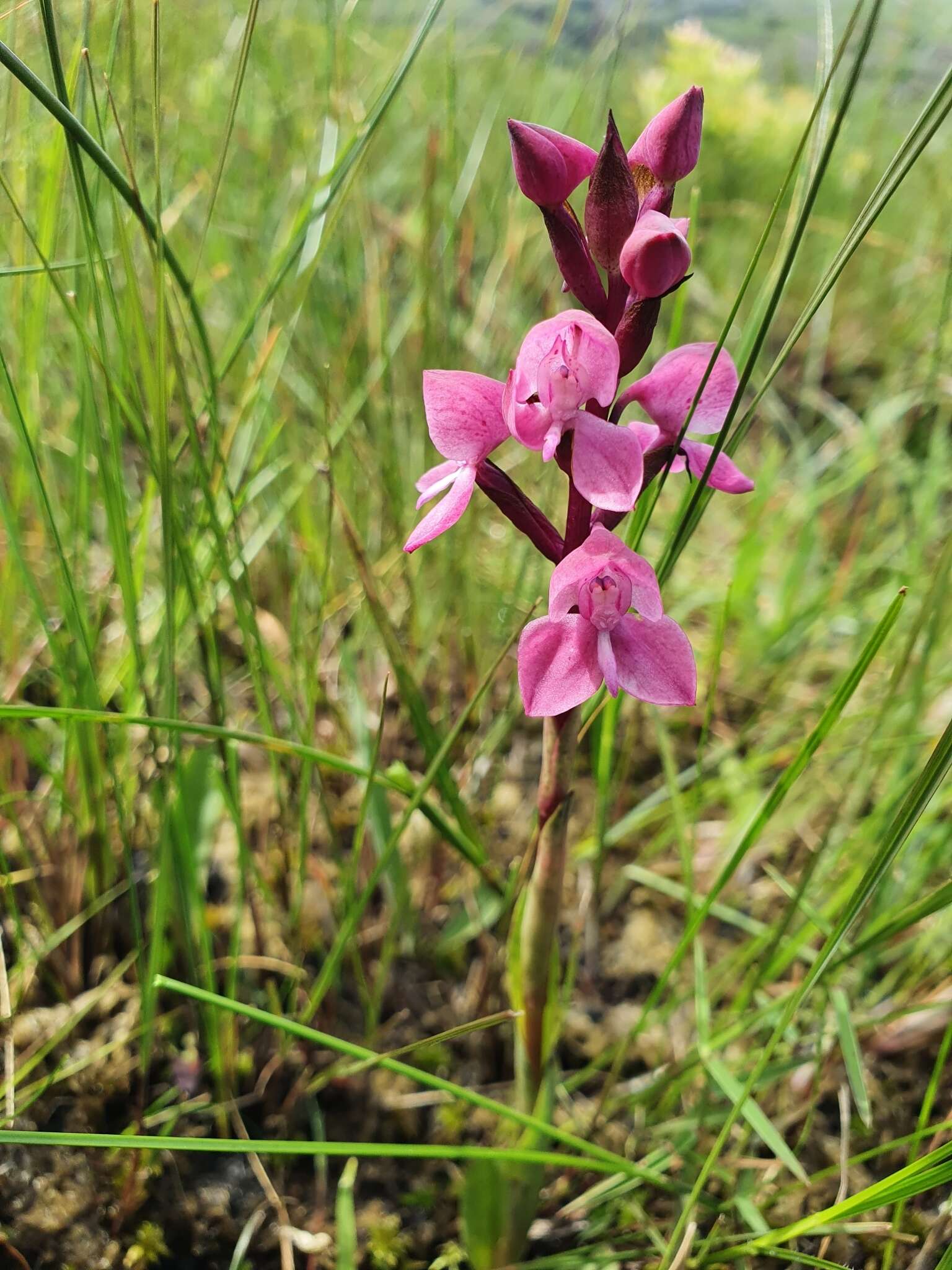 Image of Disa caffra Bolus