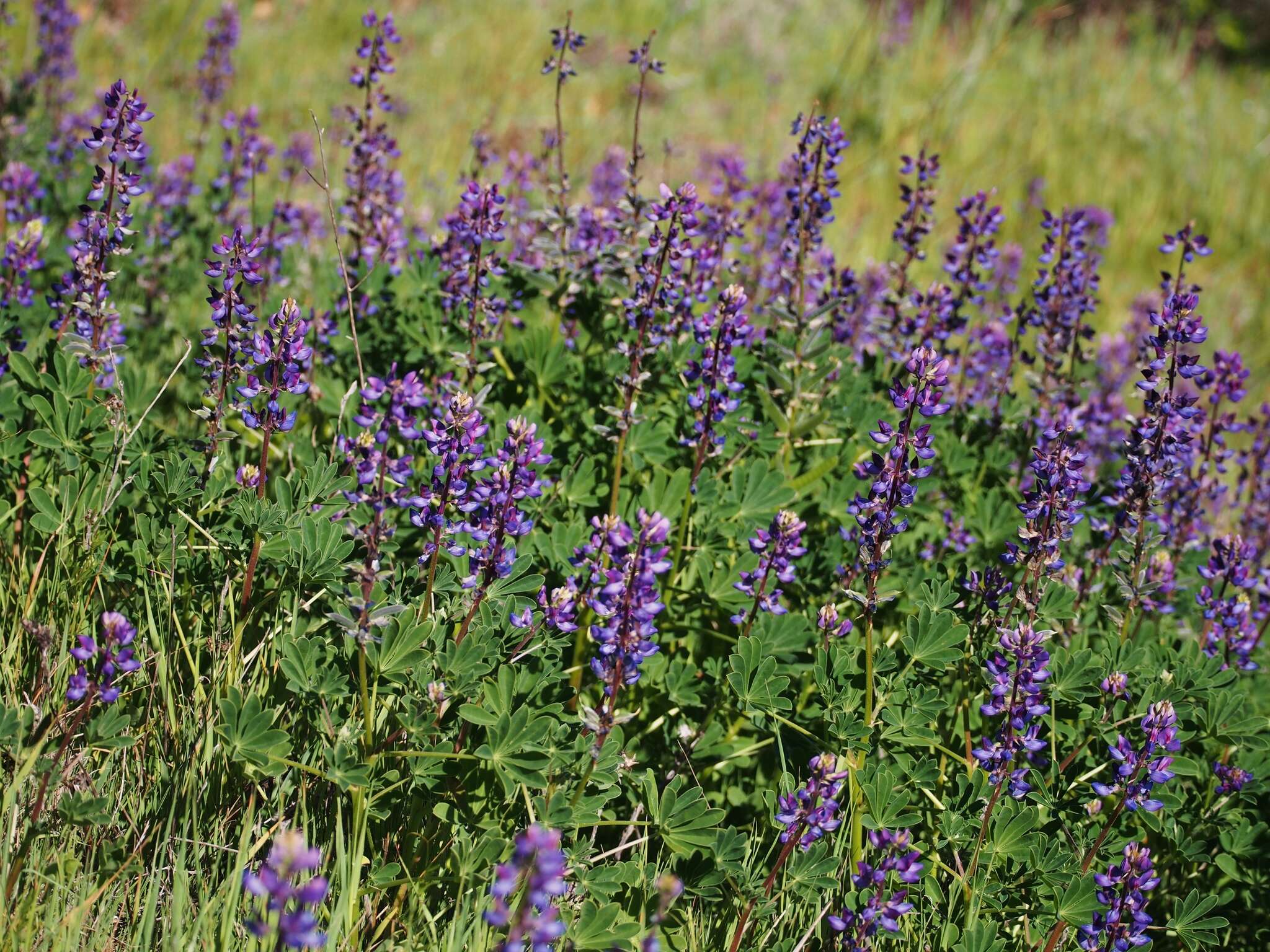 Image of hollowleaf annual lupine